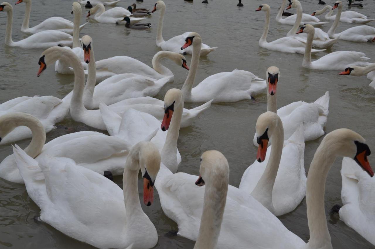 Gostisce Jezero Bed and Breakfast Medvode Εξωτερικό φωτογραφία